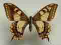 Papilio machaon ABERRATION (Internet Image property of respective owner, non-commercial use only)